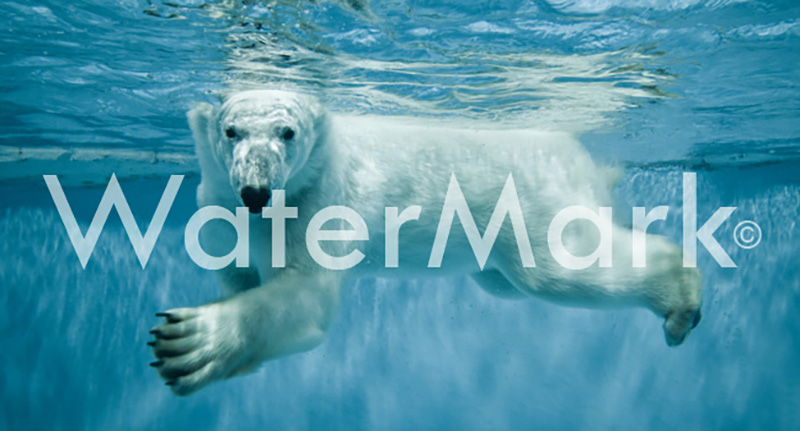 Xóa watermark trong video online miễn phí, nhanh chóng